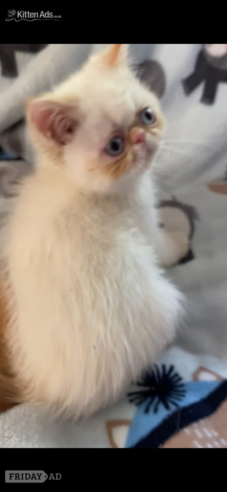GCCF Registered Exotic Colour Point Kittens