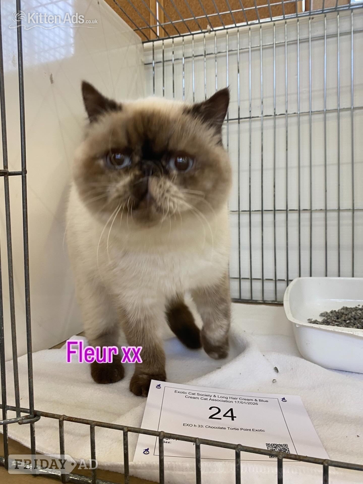 GCCF Registered Exotic Colour Point Kittens - Cats & Kittens in Cambridge