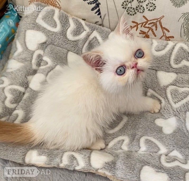 GCCF Registered Exotic Colour Point Kittens - Cats & Kittens
