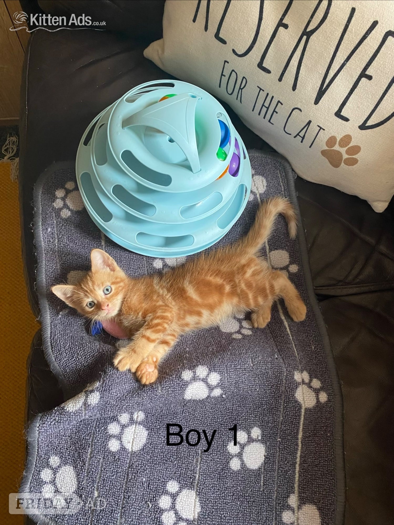 Ginger kittens for sale and looking for they’re loved home