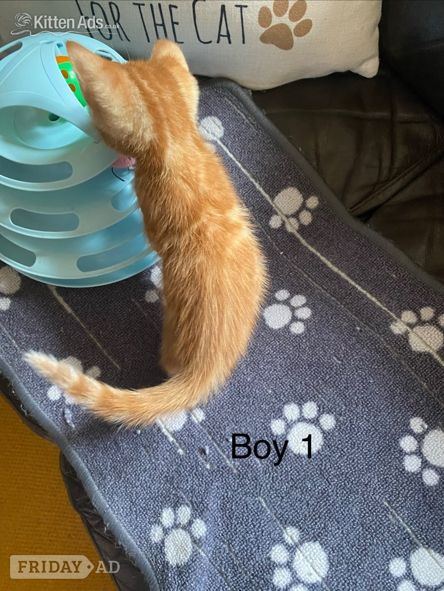 Bournemouth Ginger kittens for sale and looking for they’re loved home