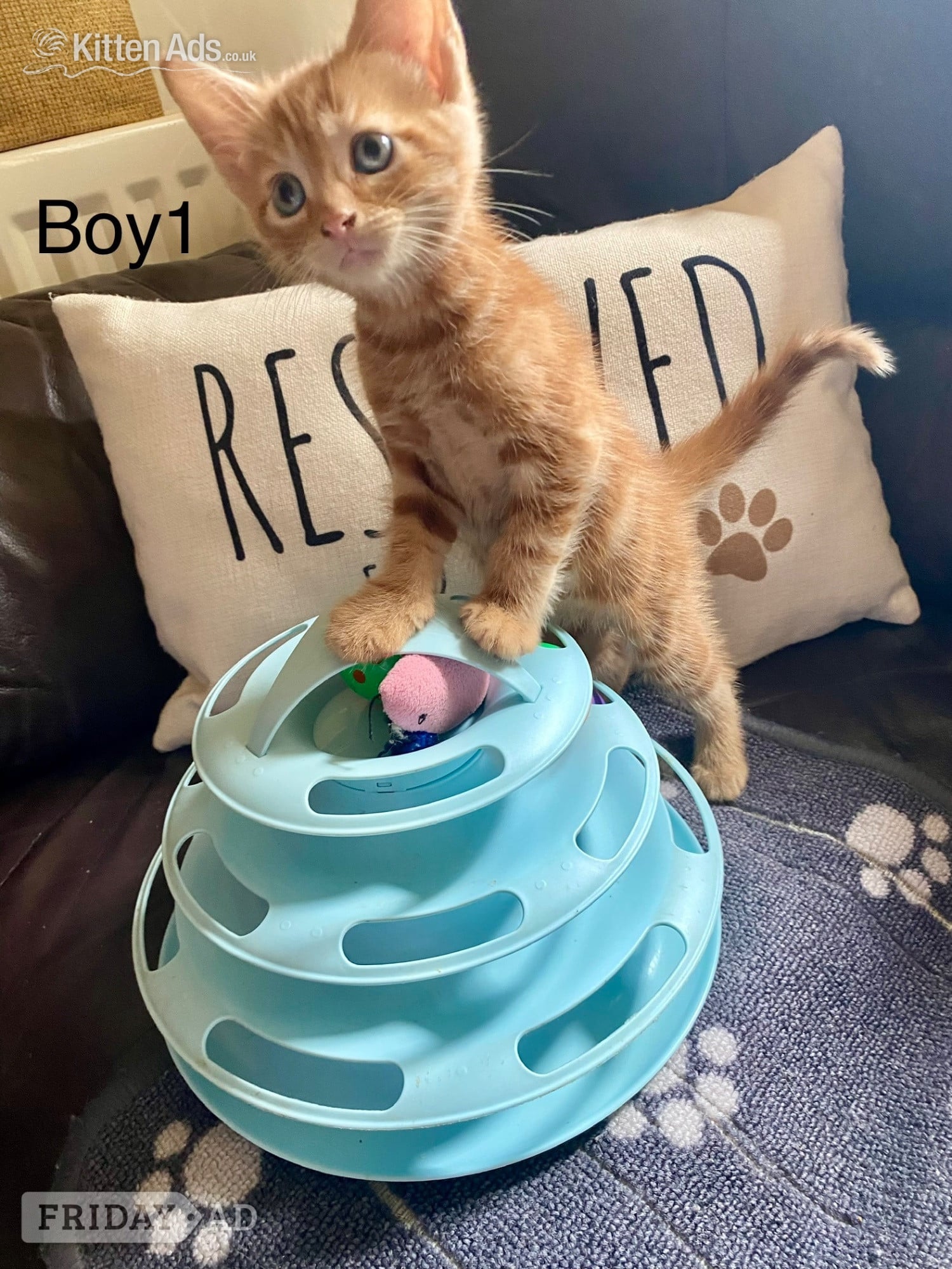 Ginger kittens for sale and looking for they’re loved home - Cats & Kittens in Bournemouth