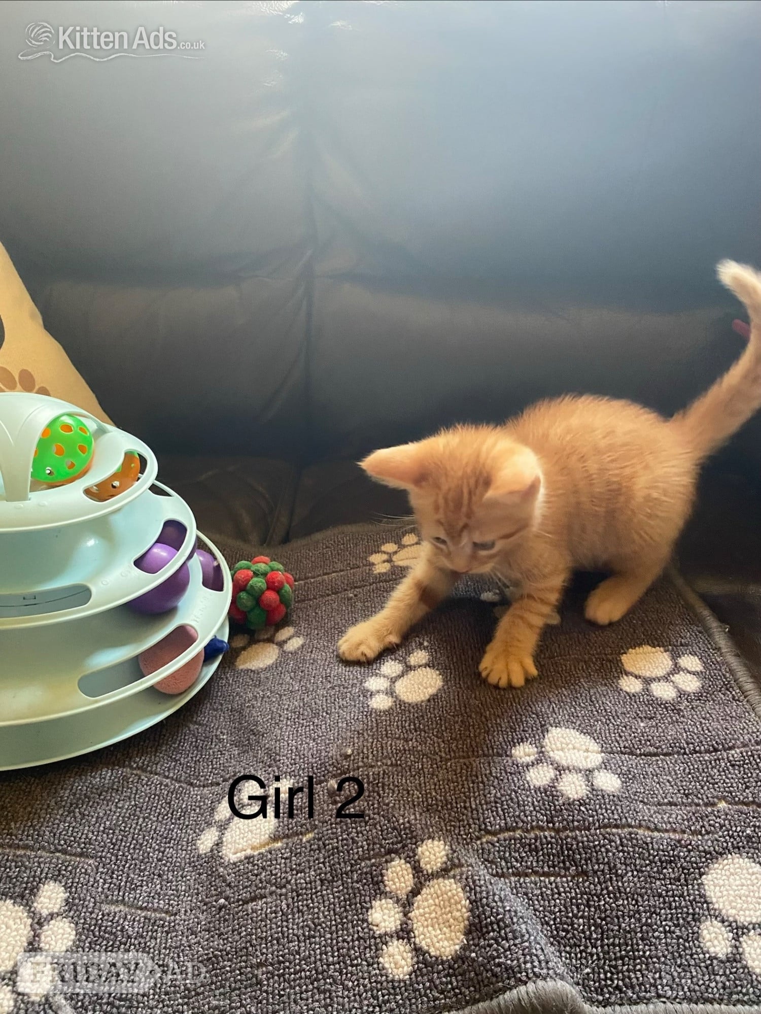 Ginger kittens for sale and looking for they’re loved home - Cats & Kittens