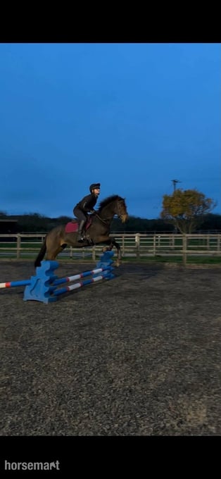 "Ava" Bay Mare All Rounder