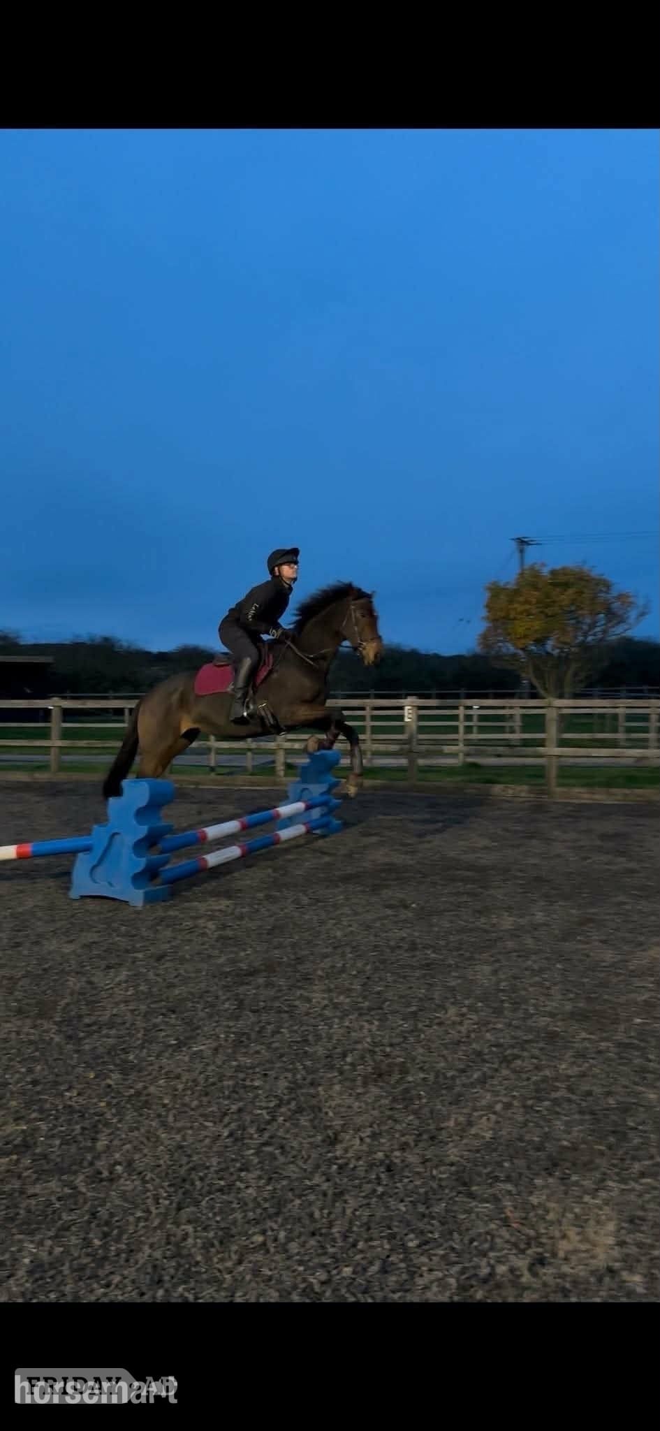 "Ava" Bay Mare All Rounder in Blackburn