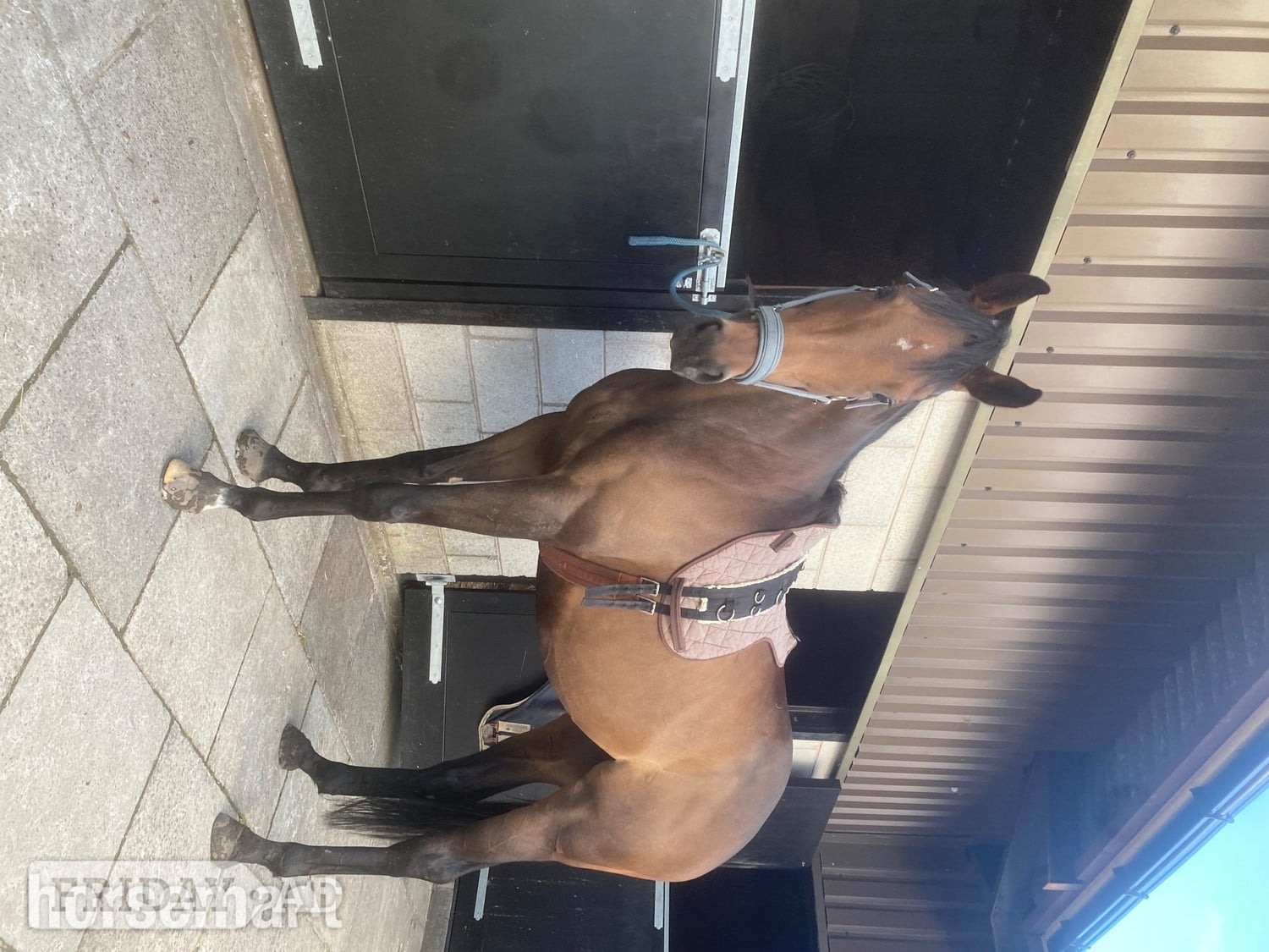 "Ava" Bay Mare All Rounder