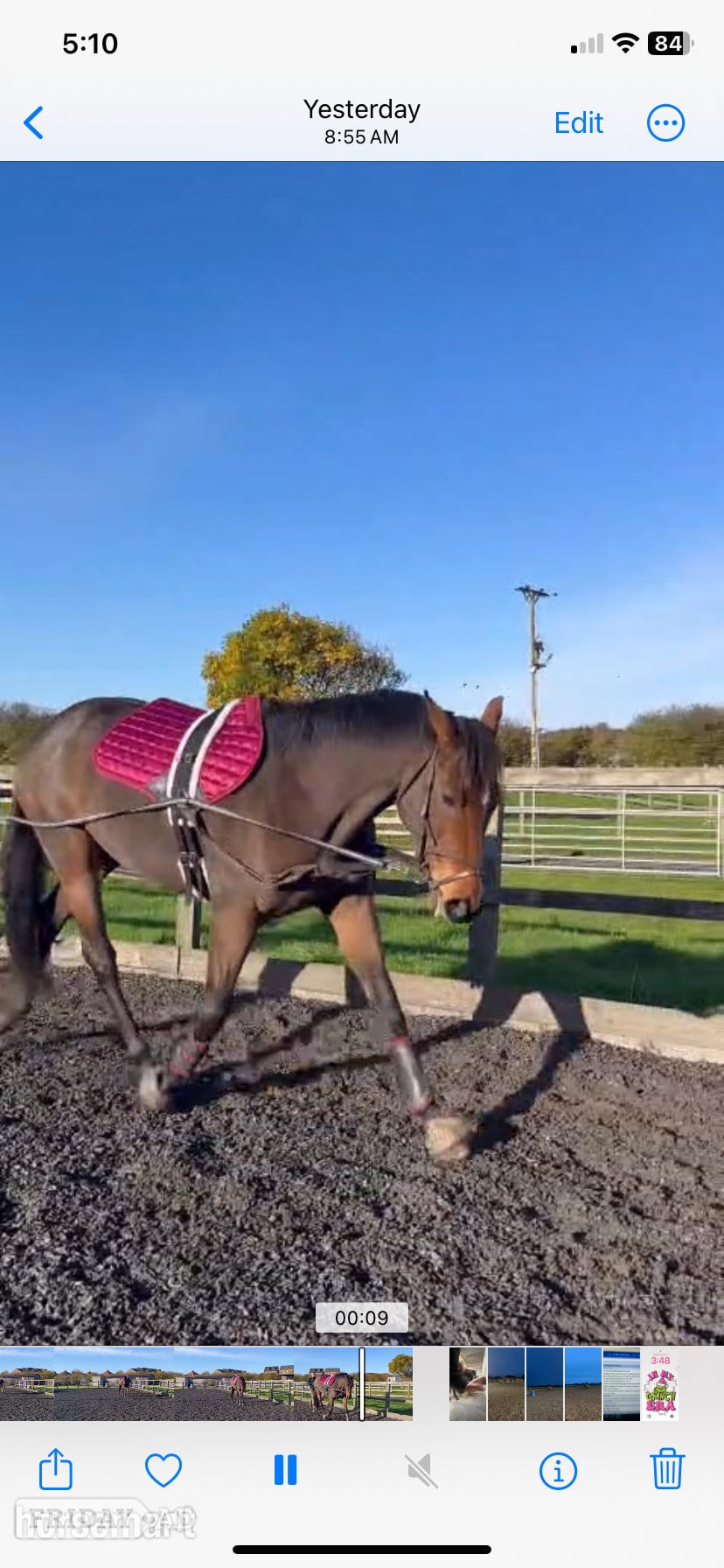"Ava" Bay Mare All Rounder - Horses in Blackburn