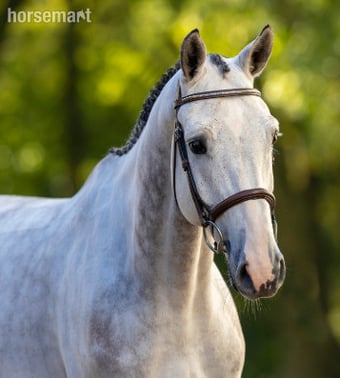 "Coldplay SK Stables Z" Grey Gelding Show Jumper