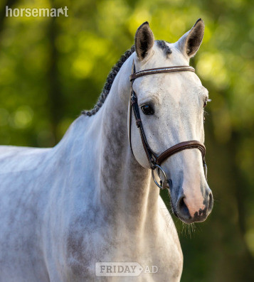 "Coldplay SK Stables Z" Grey Gelding Show Jumper in Eemnes