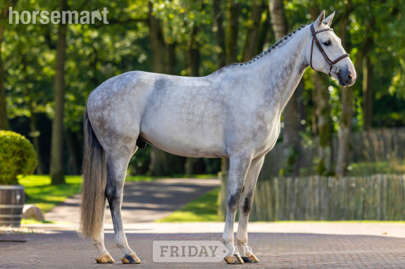Eemnes "Coldplay SK Stables Z" Grey Gelding Show Jumper