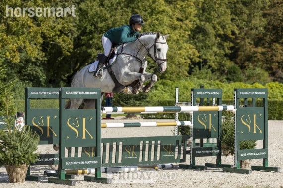 "Coldplay SK Stables Z" Grey Gelding Show Jumper