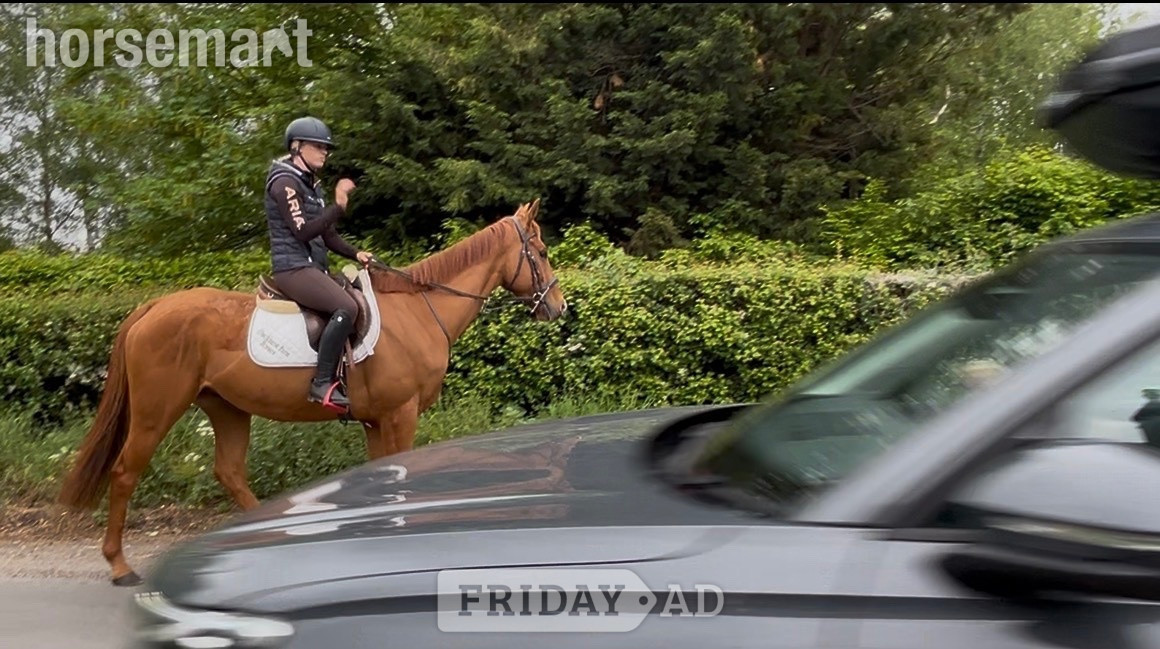 Staplehurst "Benny" Chestnut Gelding All Rounder