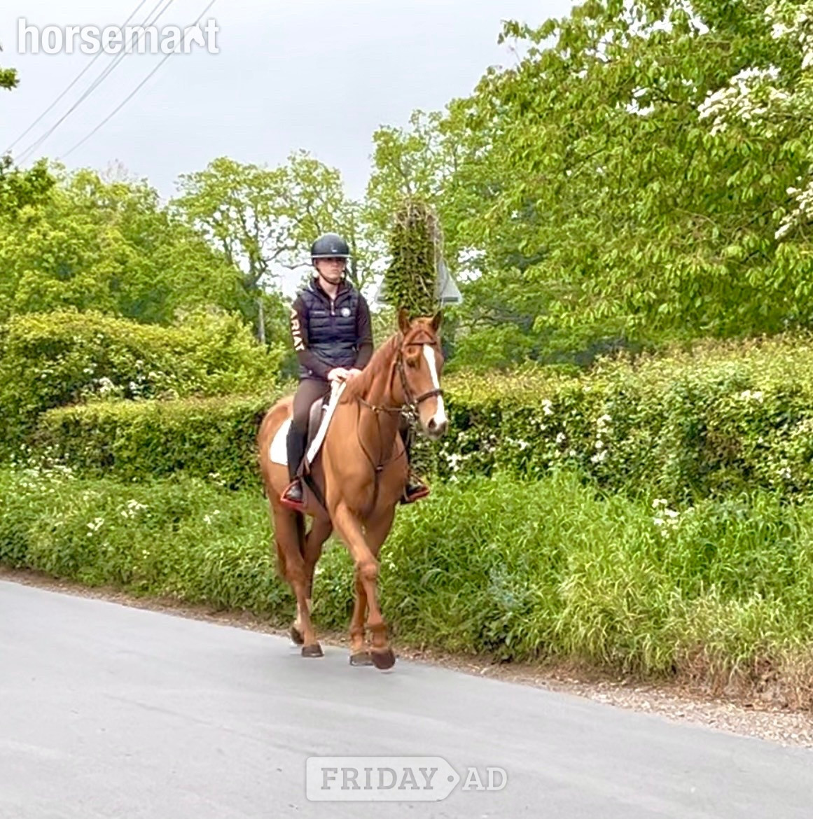 "Benny" Chestnut Gelding All Rounder in Staplehurst