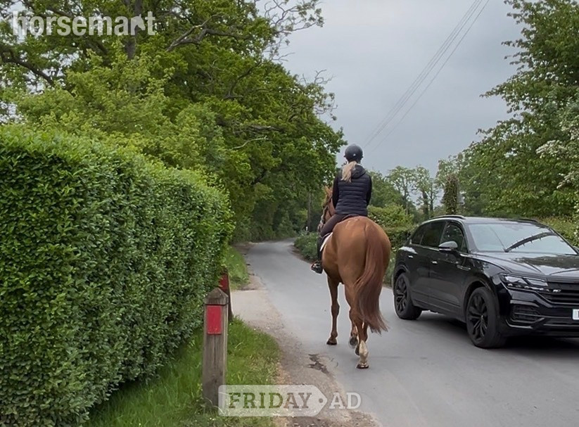 "Benny" Chestnut Gelding All Rounder - Horses in Staplehurst