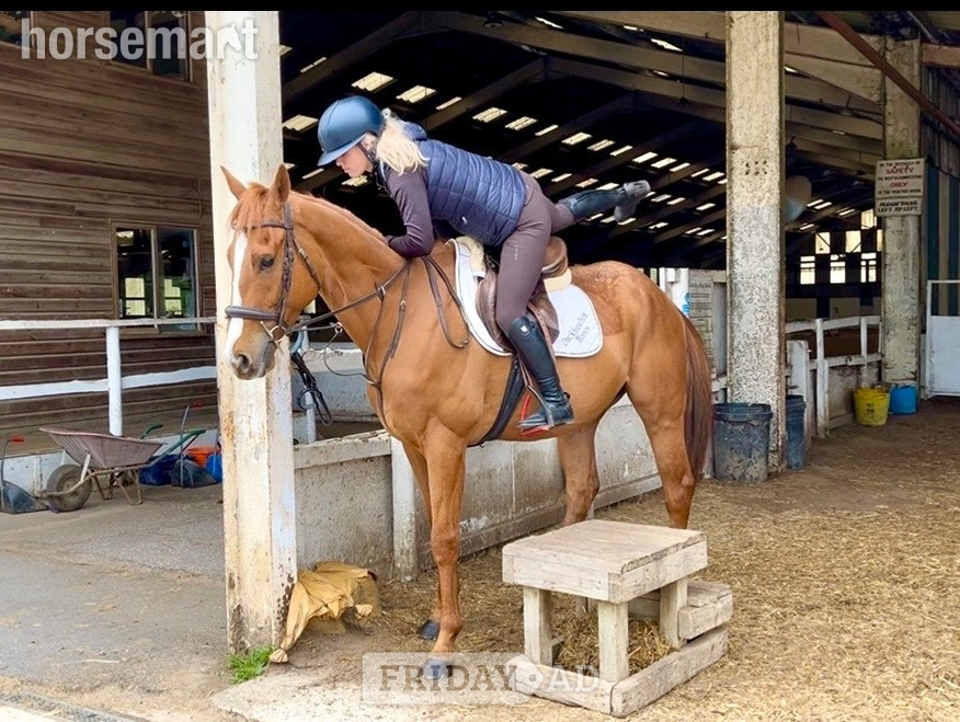 "Benny" Chestnut Gelding All Rounder
