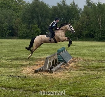 "Custard" Dun Gelding Pony Club Pony