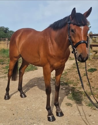 "BB" Bright Bay Gelding Ex Racehorse