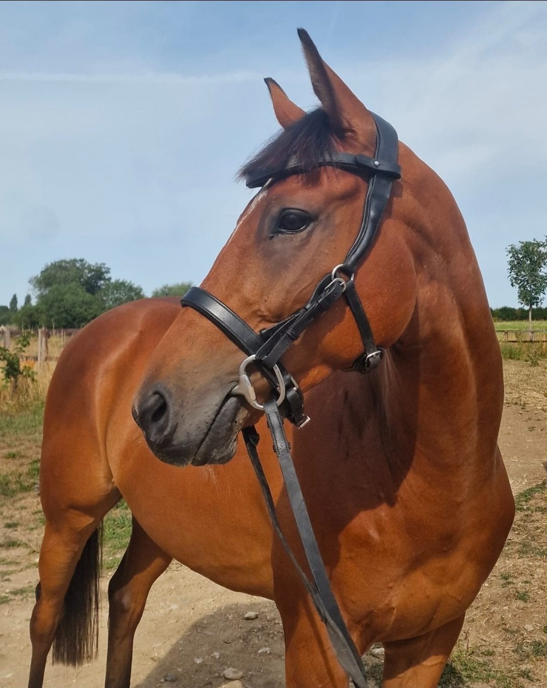 "BB" Bright Bay Gelding Ex Racehorse