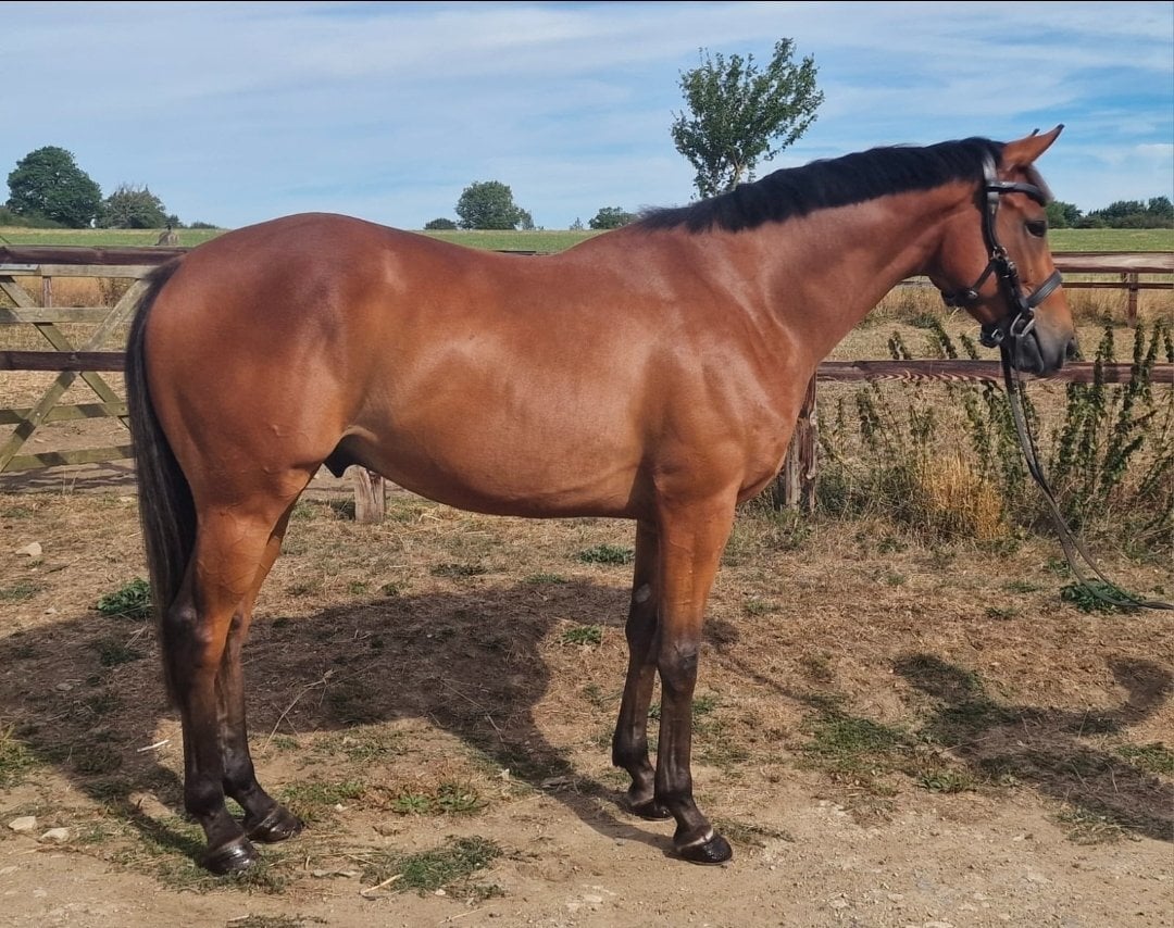 Chippenham "BB" Bright Bay Gelding Ex Racehorse