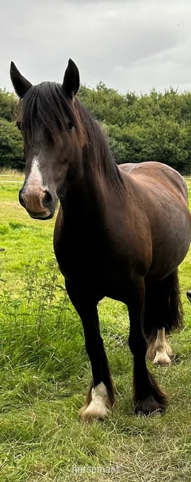 "Nova K" Black Mare Cob/Heavy Horse