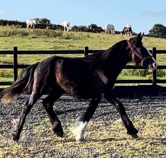 "Traditional black cob to mature to 15.2hh " Black Colt Showing Horse