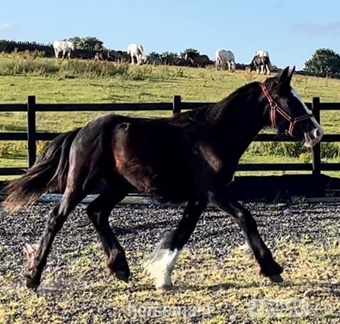 "Traditional black cob to mature to 15.2hh " Black Colt Showing Horse in Leeds