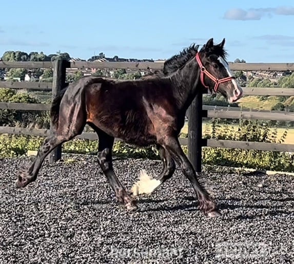"Traditional black cob to mature to 15.2hh " Black Colt Showing Horse