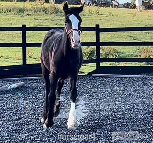 Leeds "Traditional black cob to mature to 15.2hh " Black Colt Showing Horse