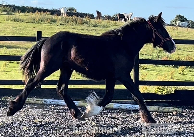"Traditional black cob to mature to 15.2hh " Black Colt Showing Horse - Horses in Leeds
