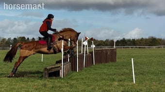 "George" Chestnut Gelding All Rounder