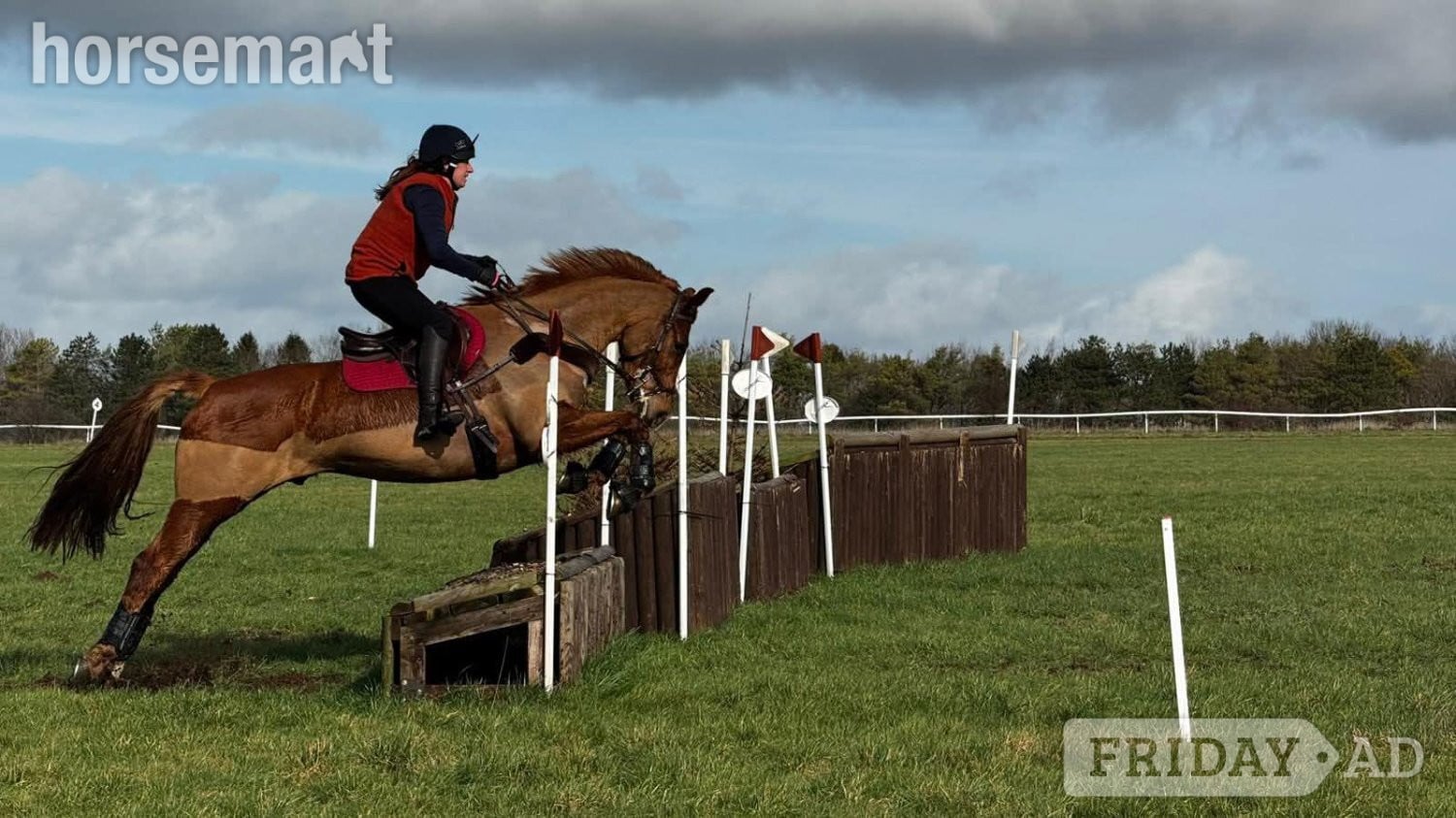 "George" Chestnut Gelding All Rounder in Devizes