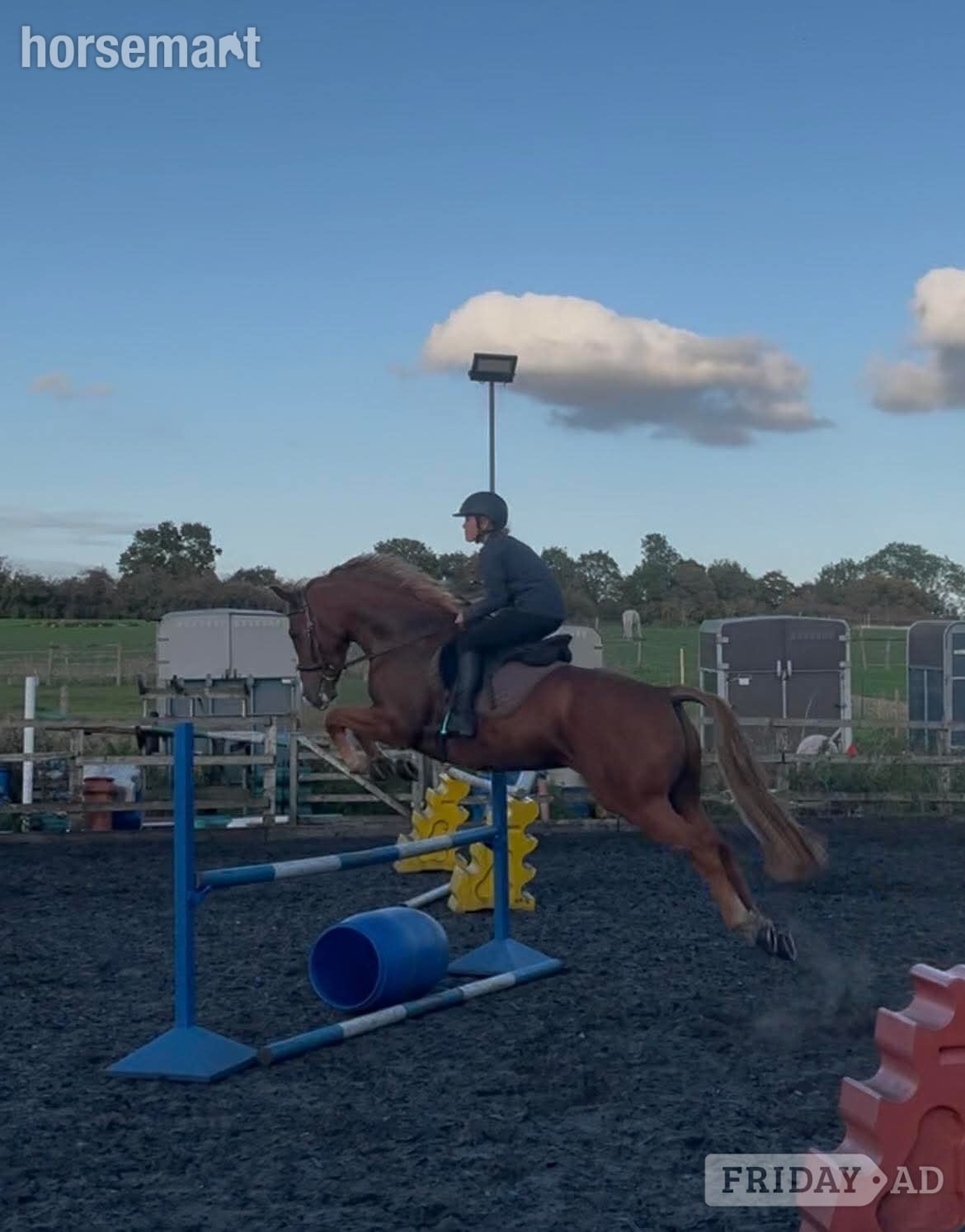 "George" Chestnut Gelding All Rounder