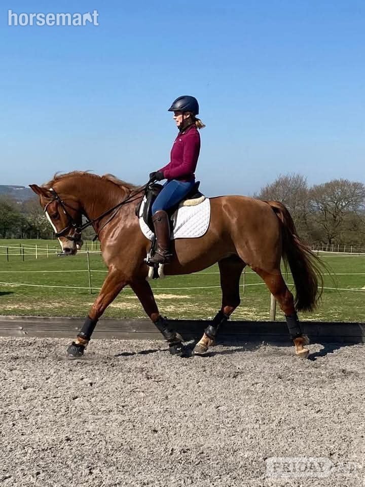 Devizes "George" Chestnut Gelding All Rounder