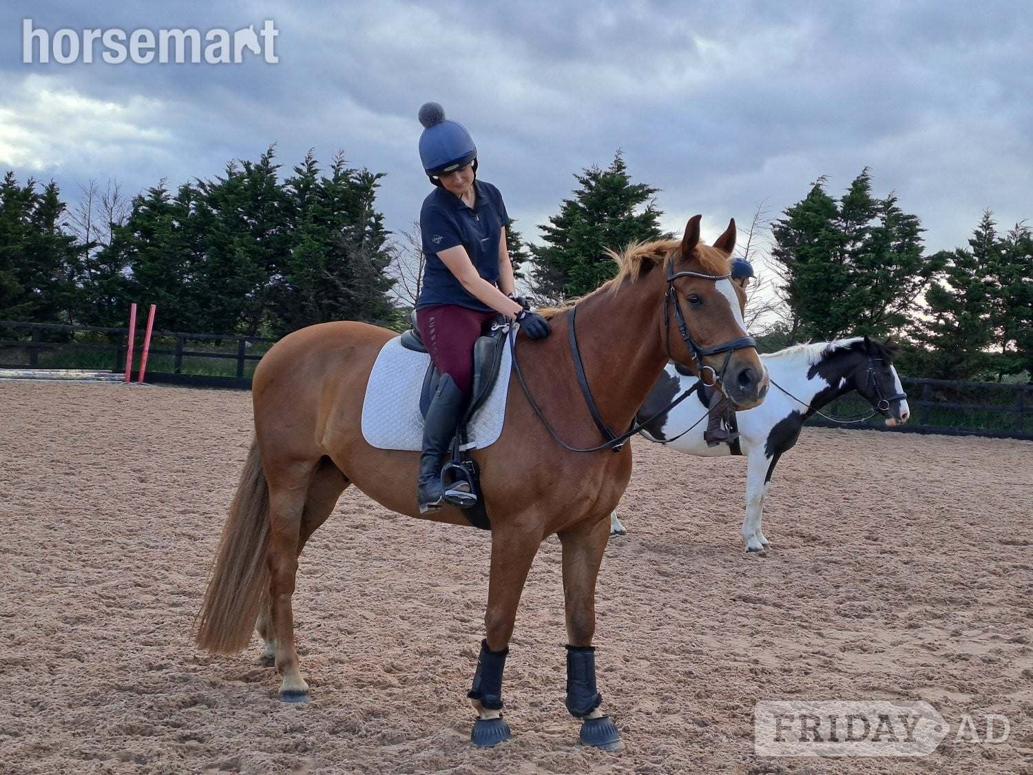 "George" Chestnut Gelding All Rounder - Horses in Devizes