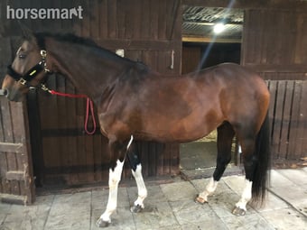 "Coco" Bay Mare Happy Hacker