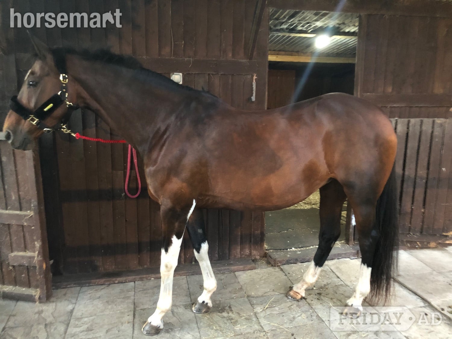 "Coco" Bay Mare Happy Hacker in Sandbach