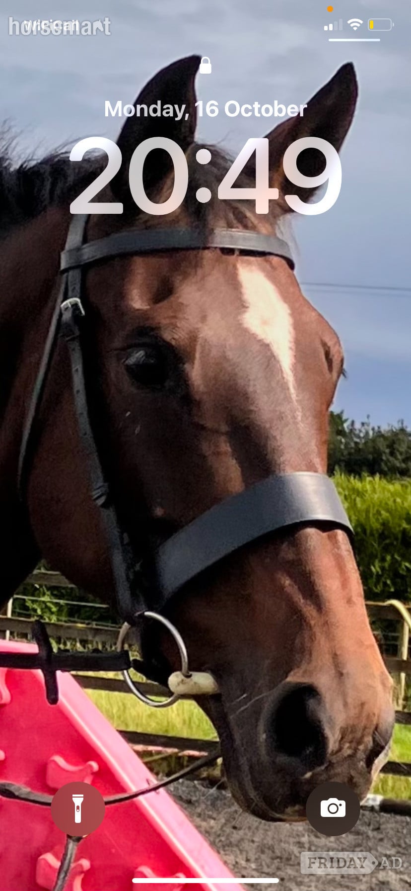 "Coco" Bay Mare Happy Hacker