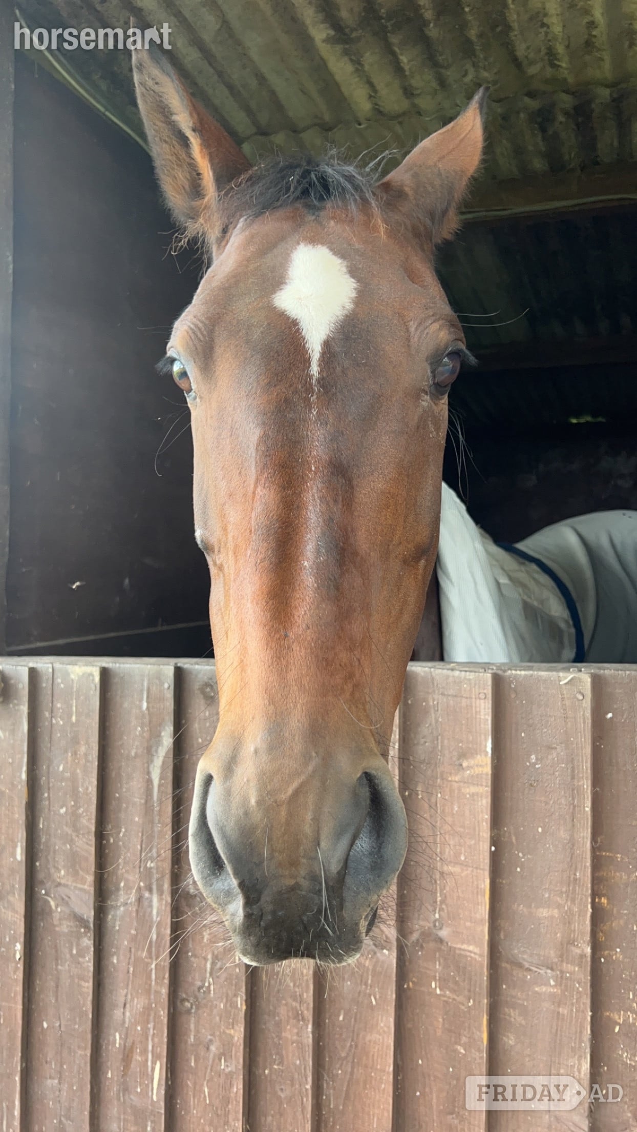 Sandbach "Coco" Bay Mare Happy Hacker