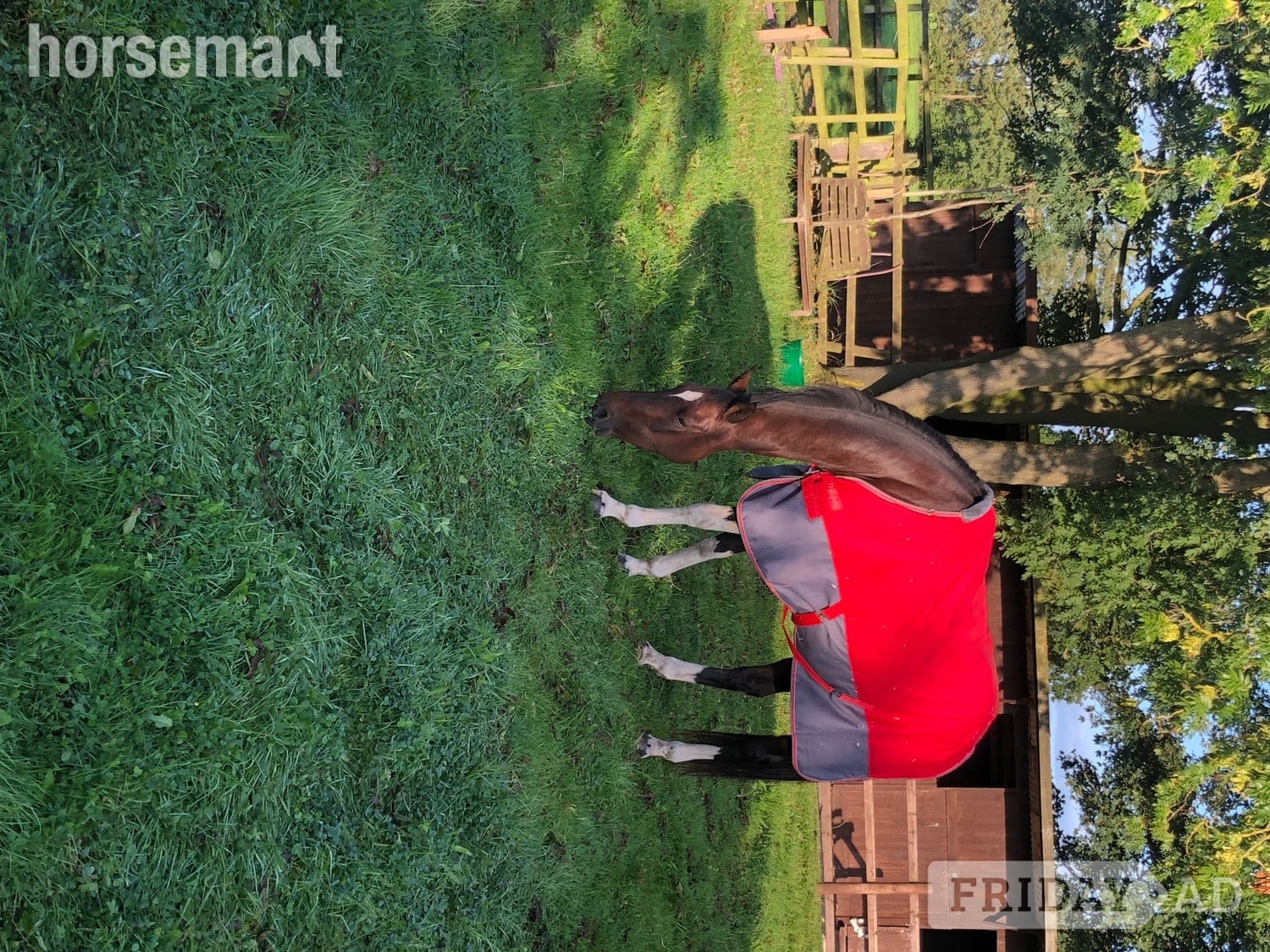 "Coco" Bay Mare Happy Hacker - Horses in Sandbach