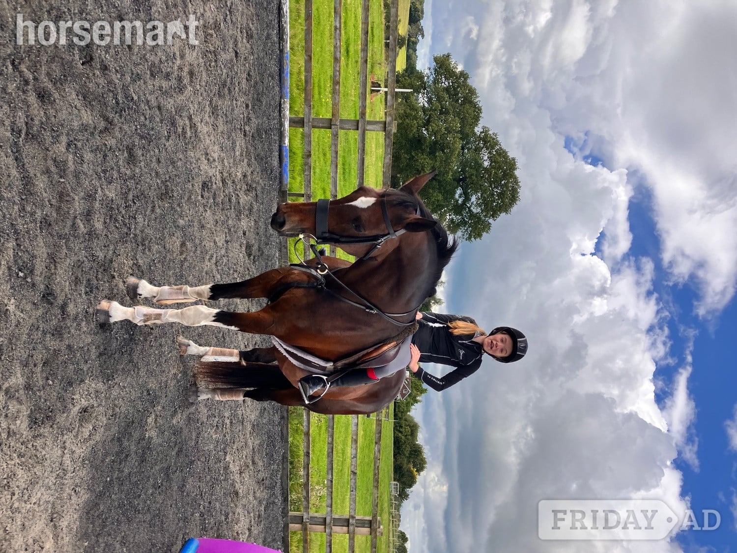 "Coco" Bay Mare Happy Hacker - Horses