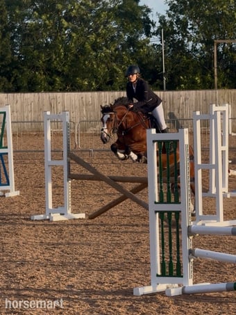 "Sage" Bay Mare All Rounder