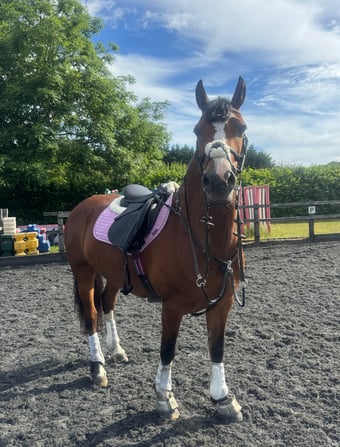 "Sage" Bay Mare All Rounder