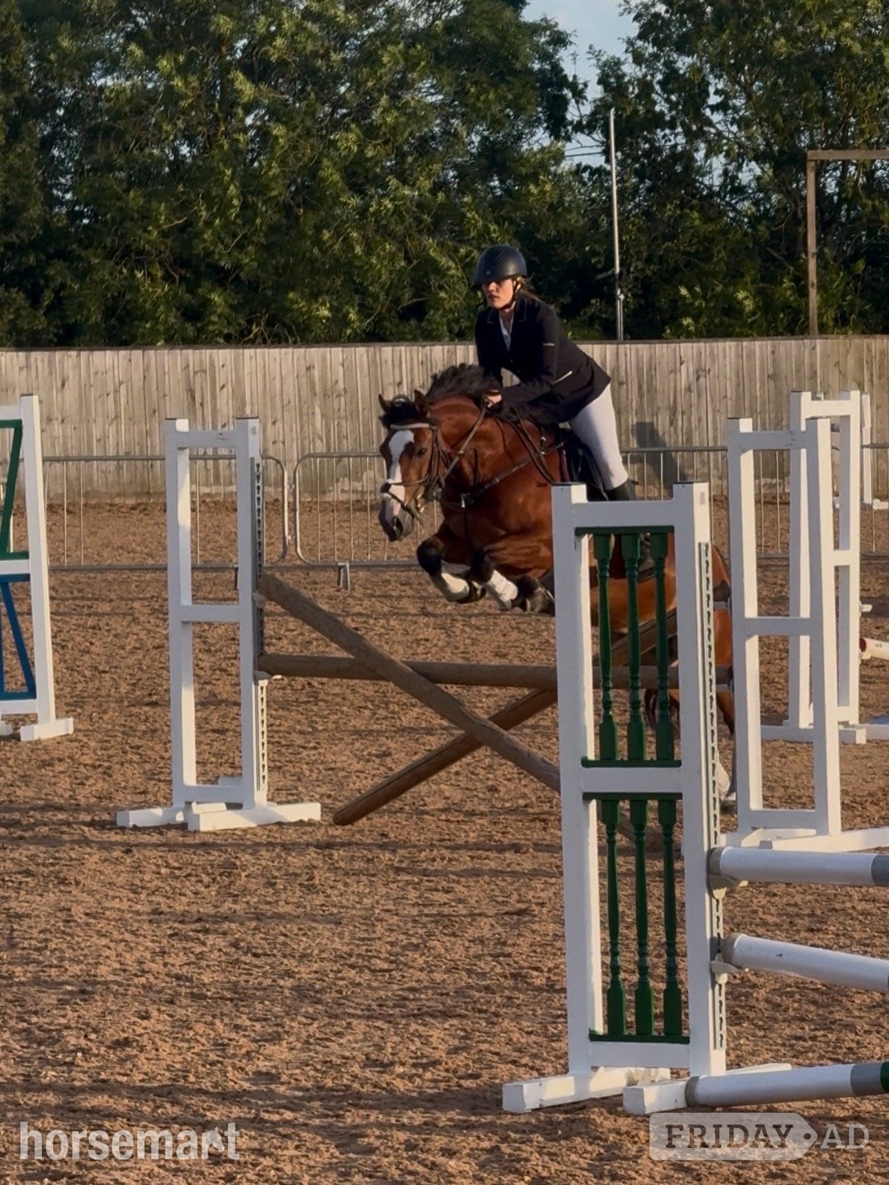 "Sage" Bay Mare All Rounder in Hertford