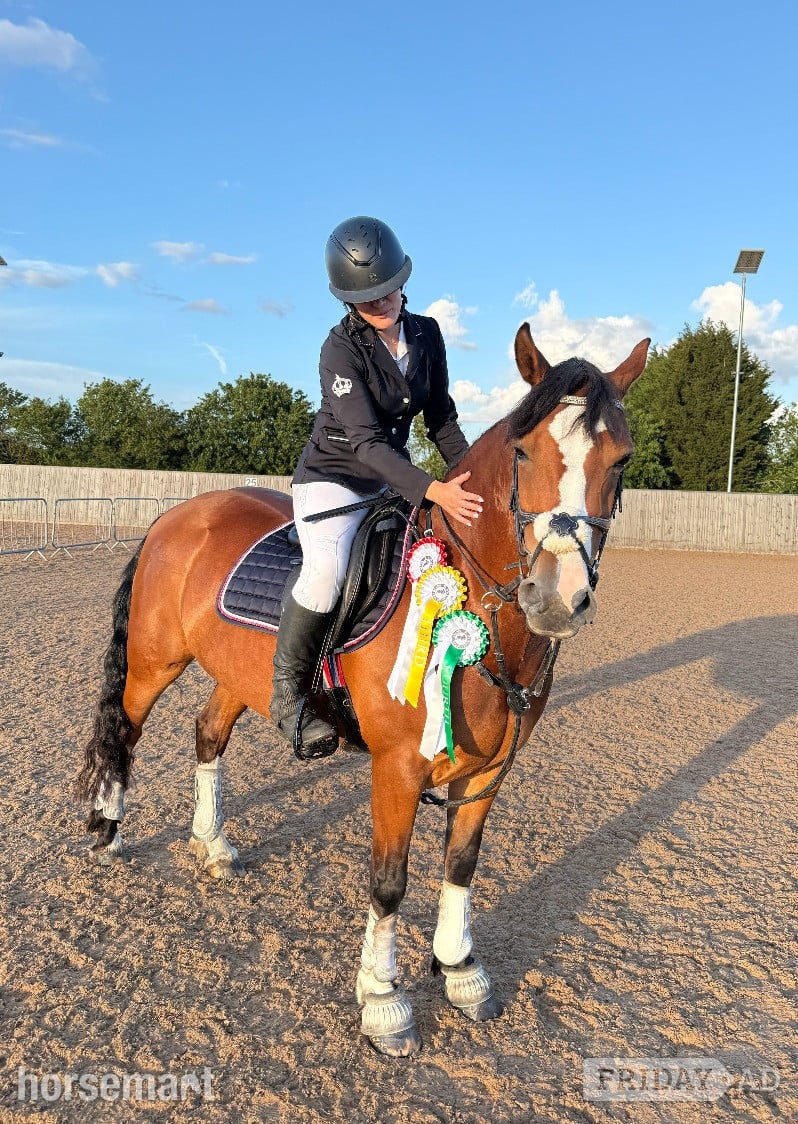 "Sage" Bay Mare All Rounder