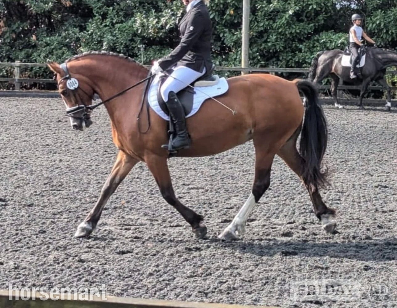 Hertford "Sage" Bay Mare All Rounder