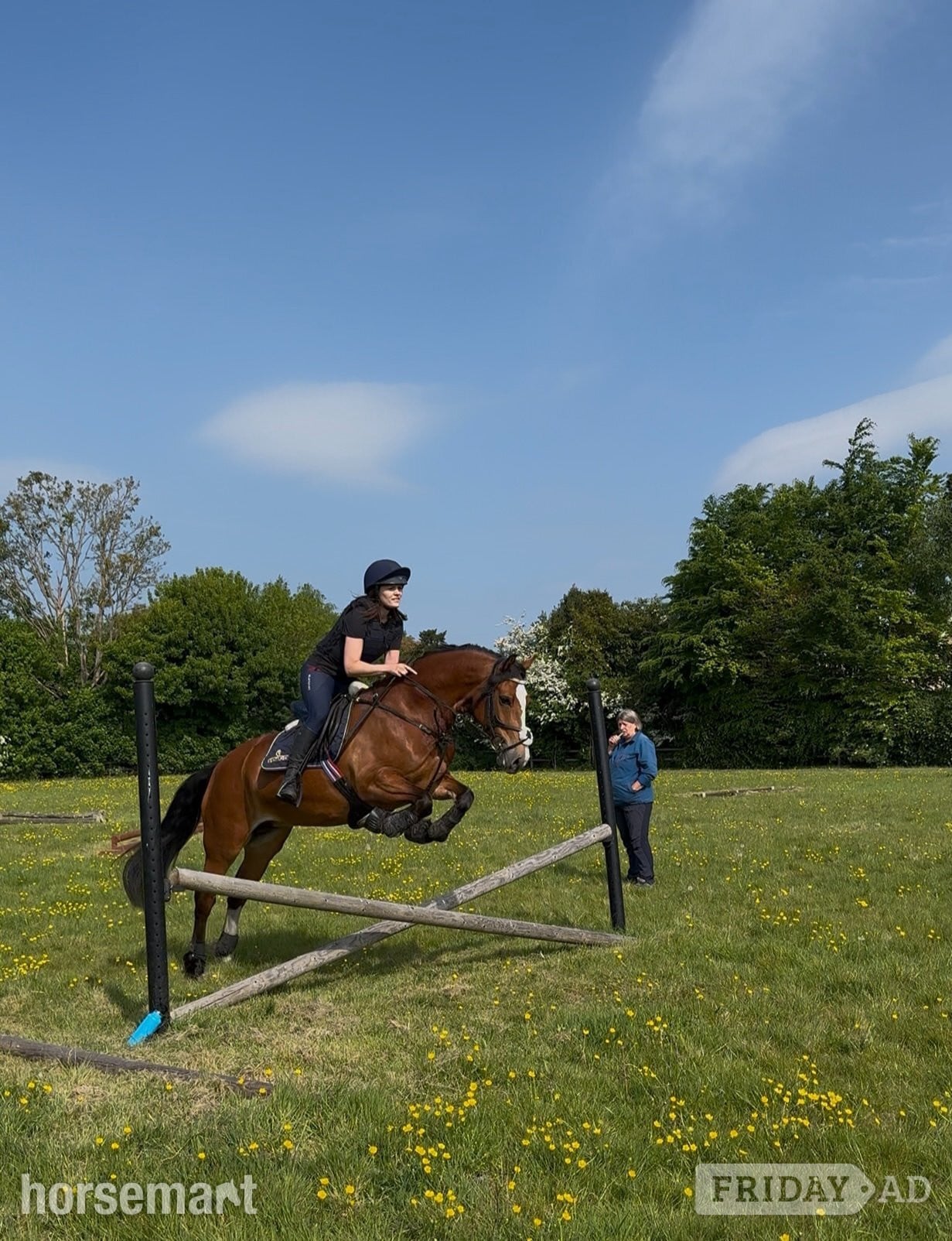 "Sage" Bay Mare All Rounder - Horses in Hertford