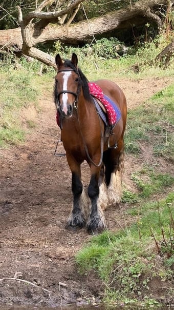 "Connor" Bay Gelding Cob/Heavy Horse