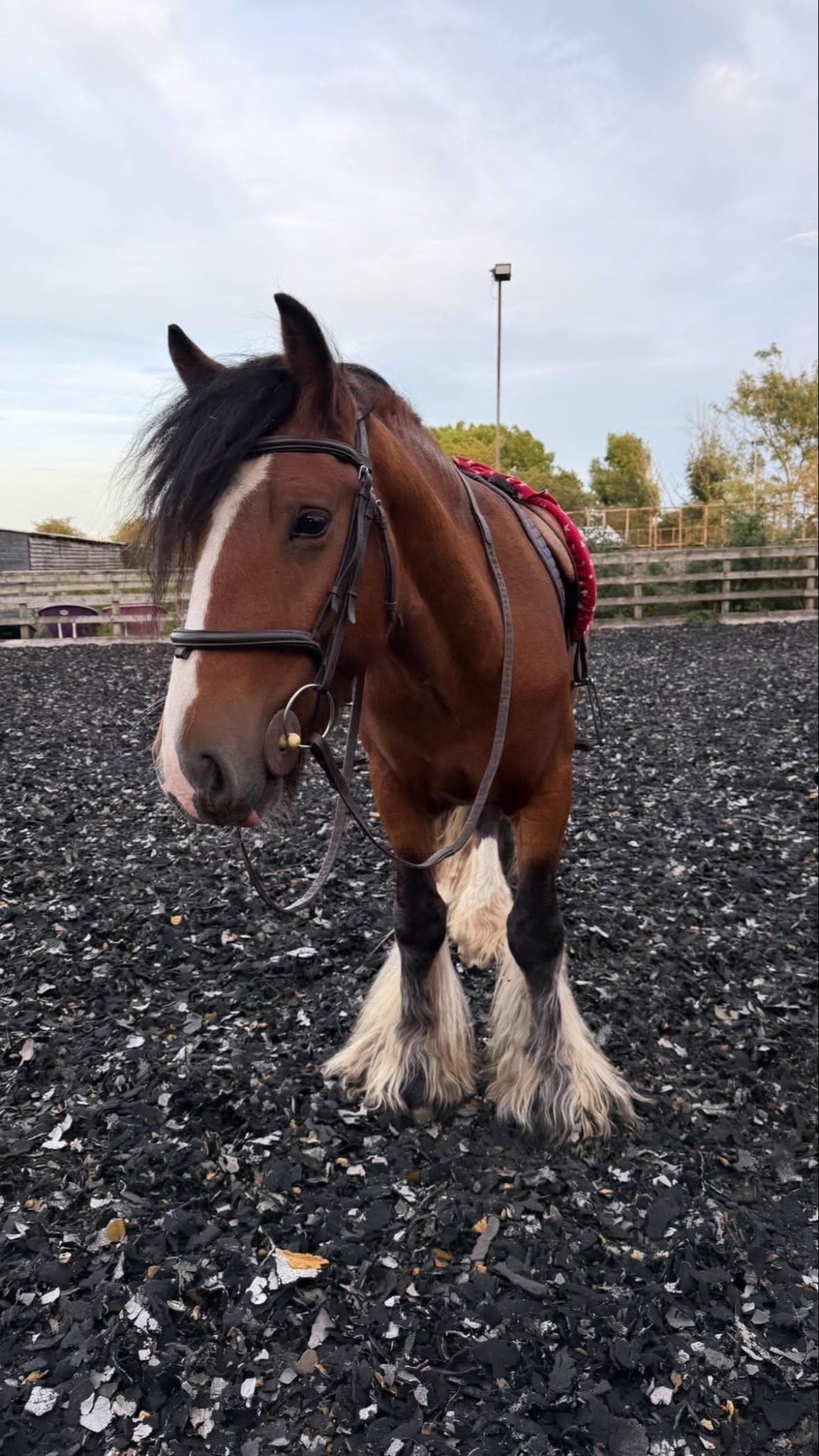 "Connor" Bay Gelding Cob/Heavy Horse