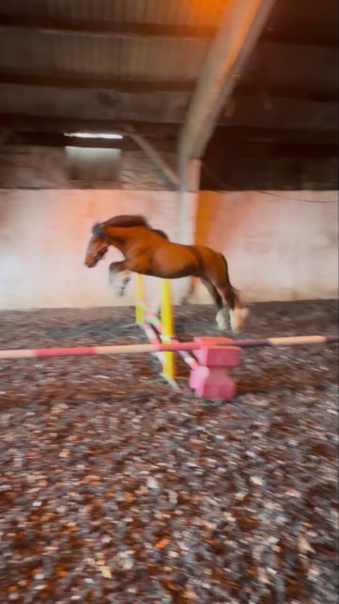 Saltburn-By-The-Sea "Connor" Bay Gelding Cob/Heavy Horse