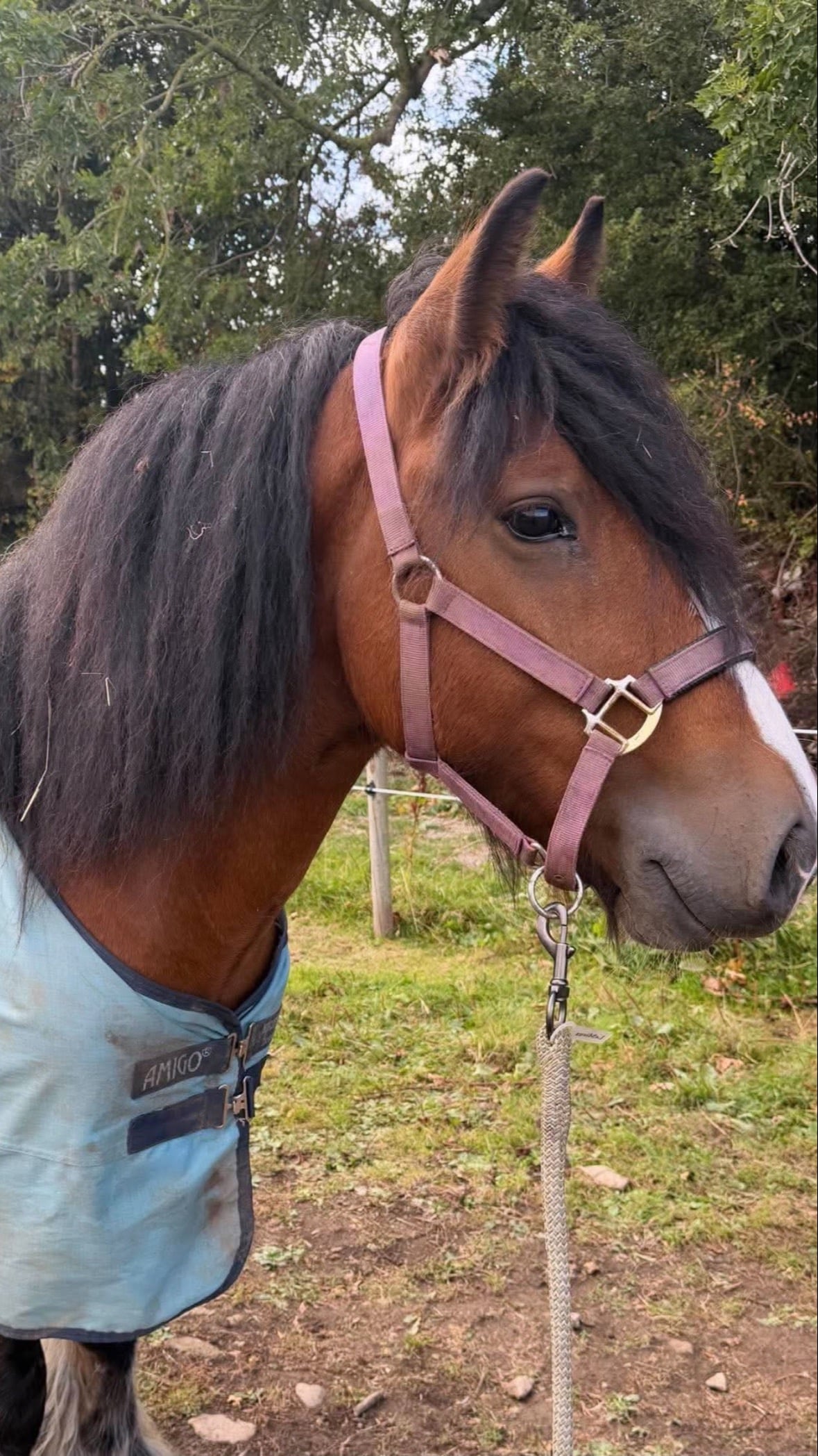 "Connor" Bay Gelding Cob/Heavy Horse - Horses in Saltburn-By-The-Sea